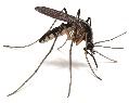 mosquito-illustration_2092x1660