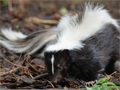 skunk2.png